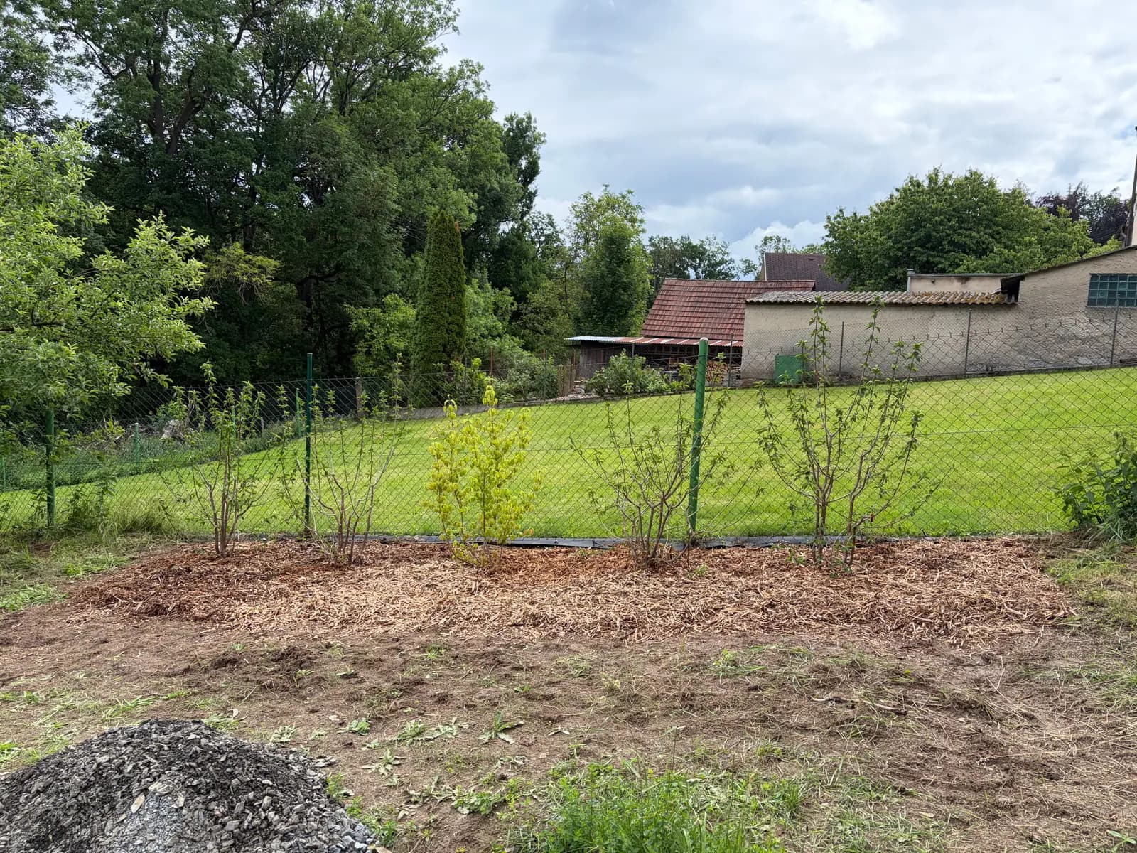Řada nově vysazených keřů s mulčem u pletiva.