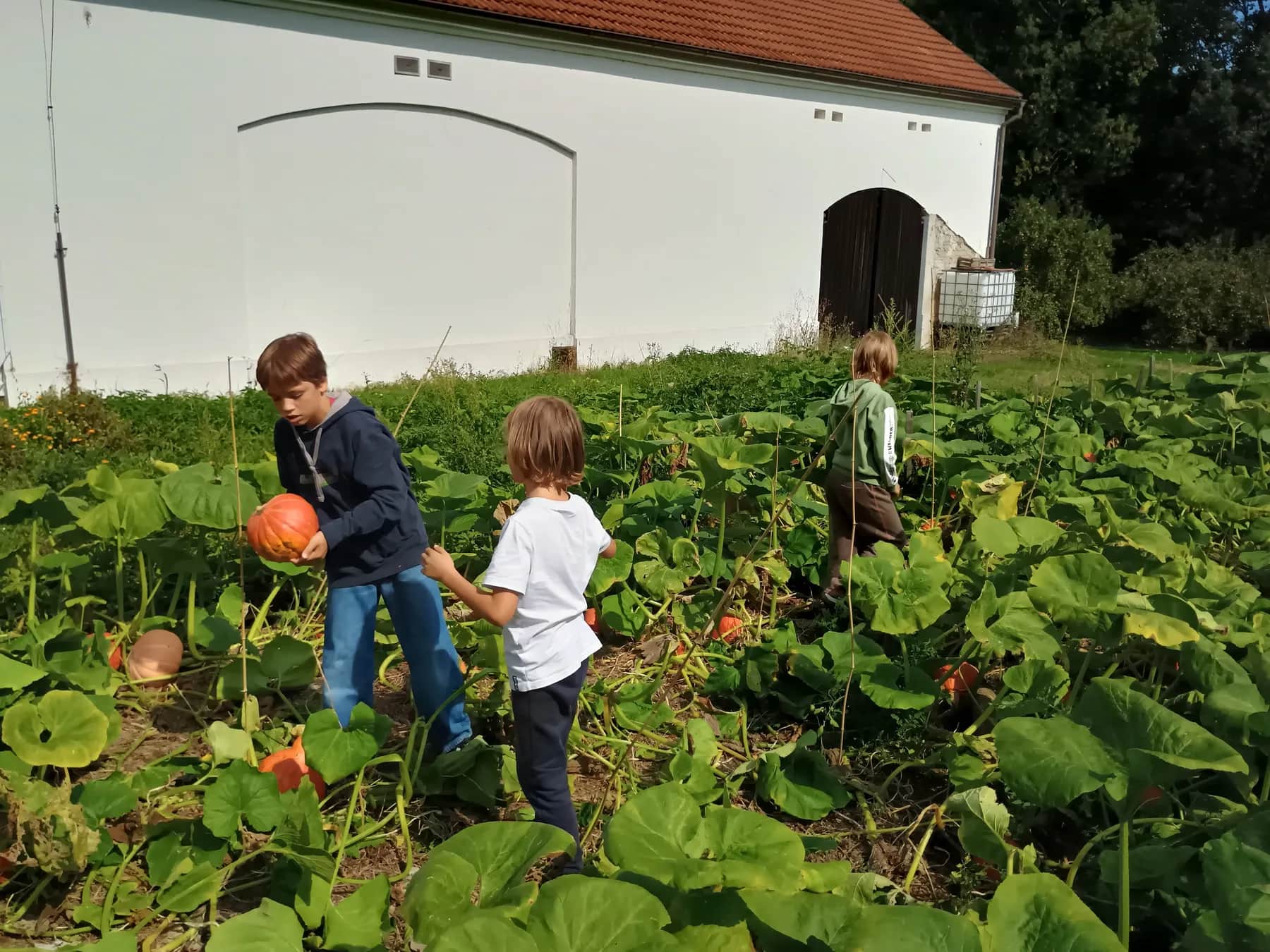 Děti sklízejí dýně na zahradě v Kuří.